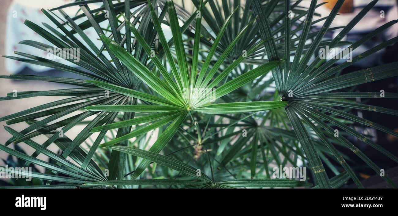 Green bamboo palm leaves background Stock Photo