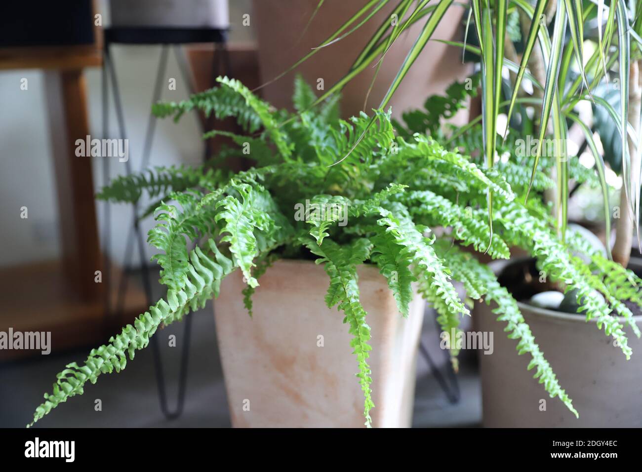 Green boston fern in a pot Stock Photo