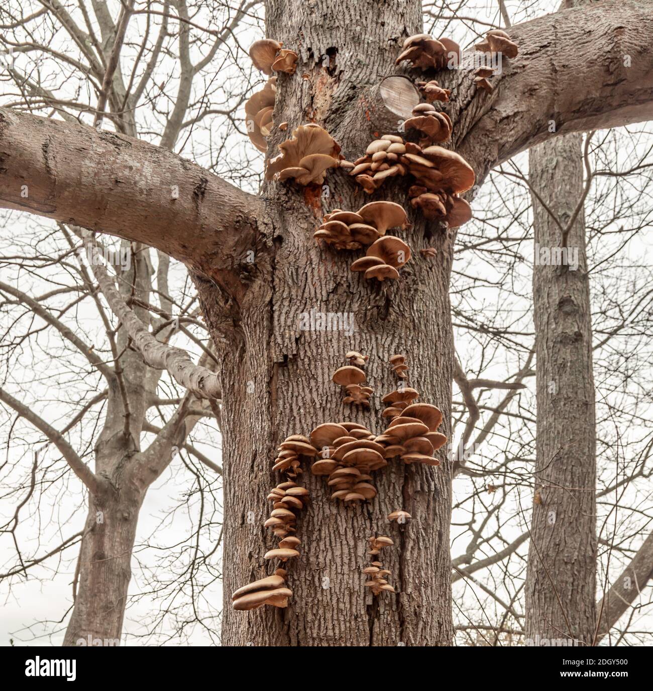 Many fungi on the trunk of a tree in easten long island, NY Stock Photo