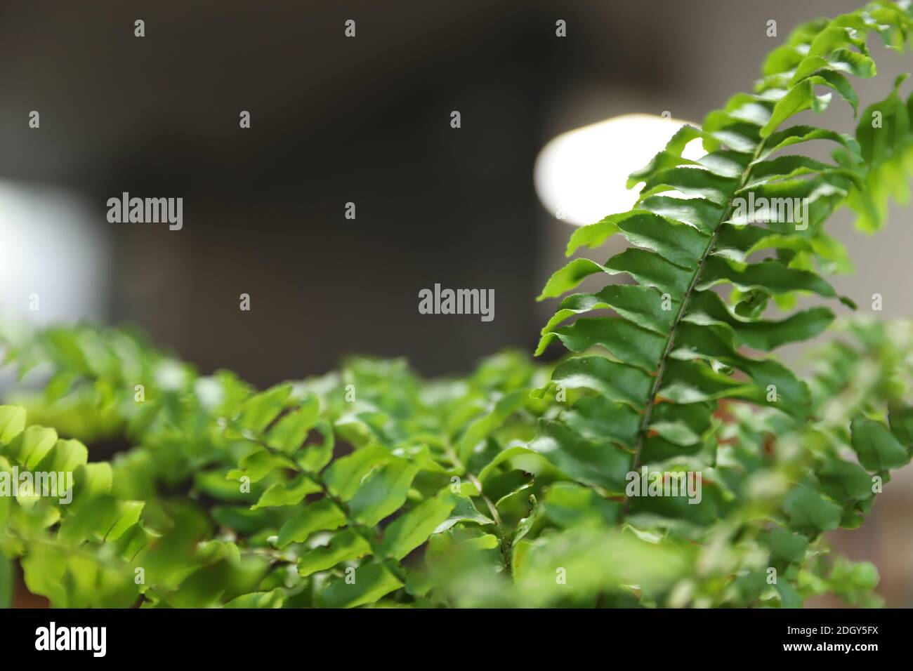 Green boston fern leaves close up Stock Photo