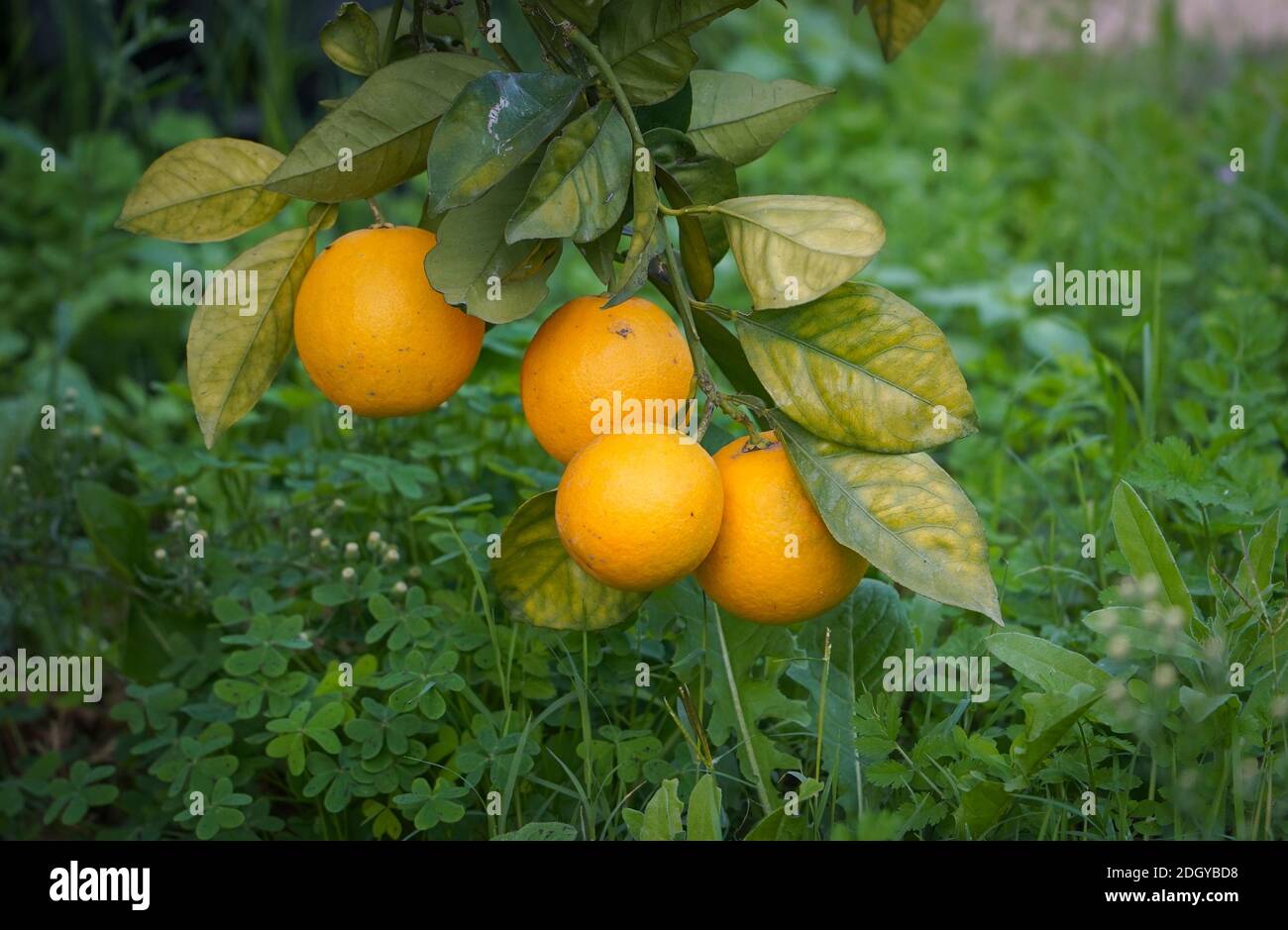Oranges fruit citrus trees hires stock photography and images Alamy