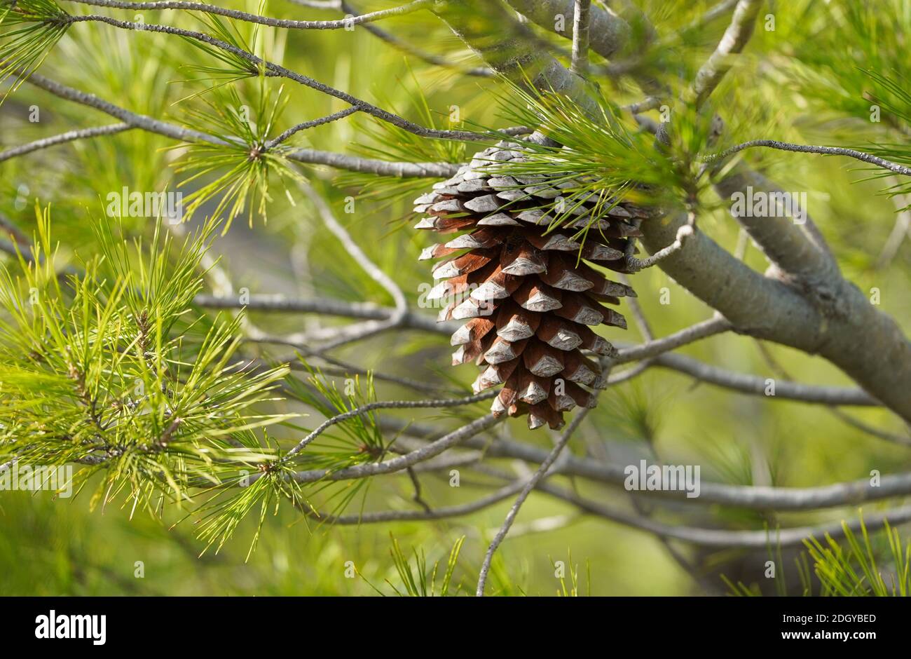 Pine cone of Pinus halepensis, Aleppo pine, Spain. Stock Photo