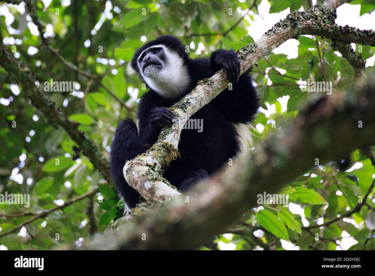 Colobuses hi-res stock photography and images - Alamy