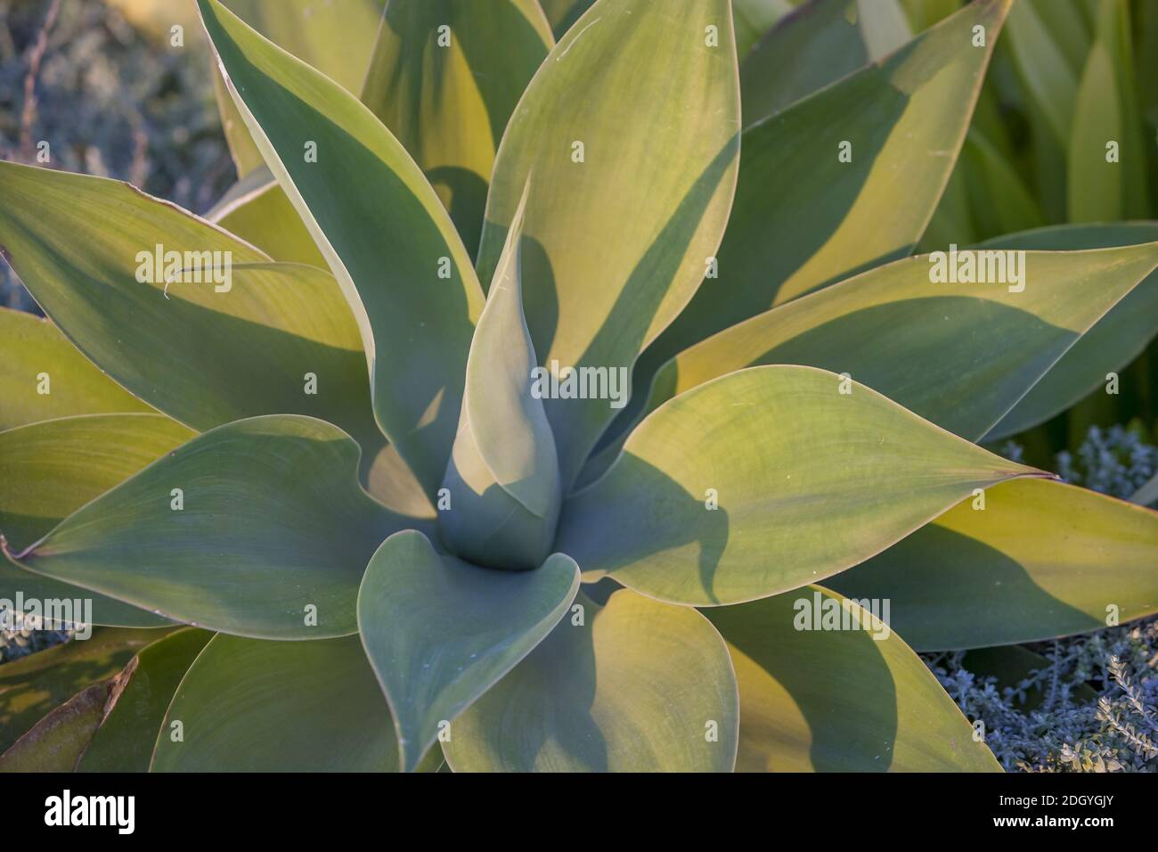 Dragon Tree Agave (Agave attenuata) Stock Photo