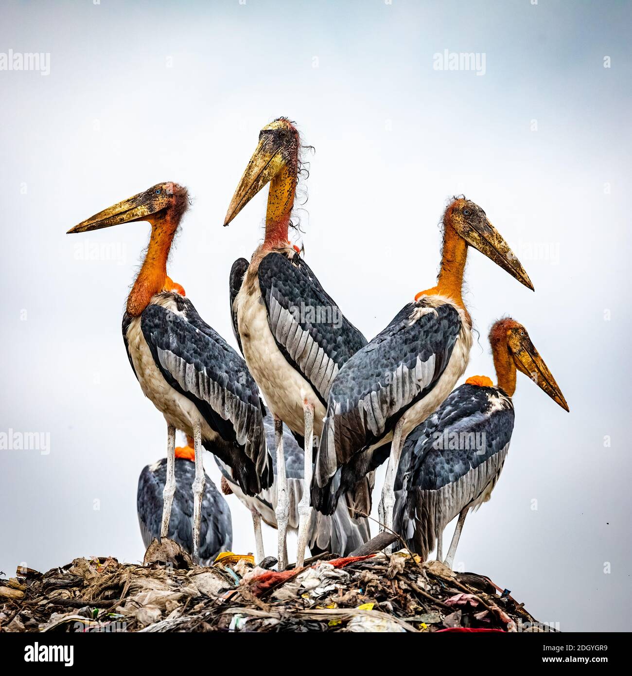 Four greater adjutant storks in Assam, India Stock Photo
