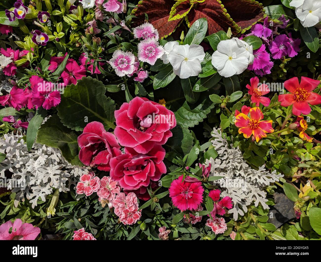 Assorted flowering plants hi-res stock photography and images - Alamy