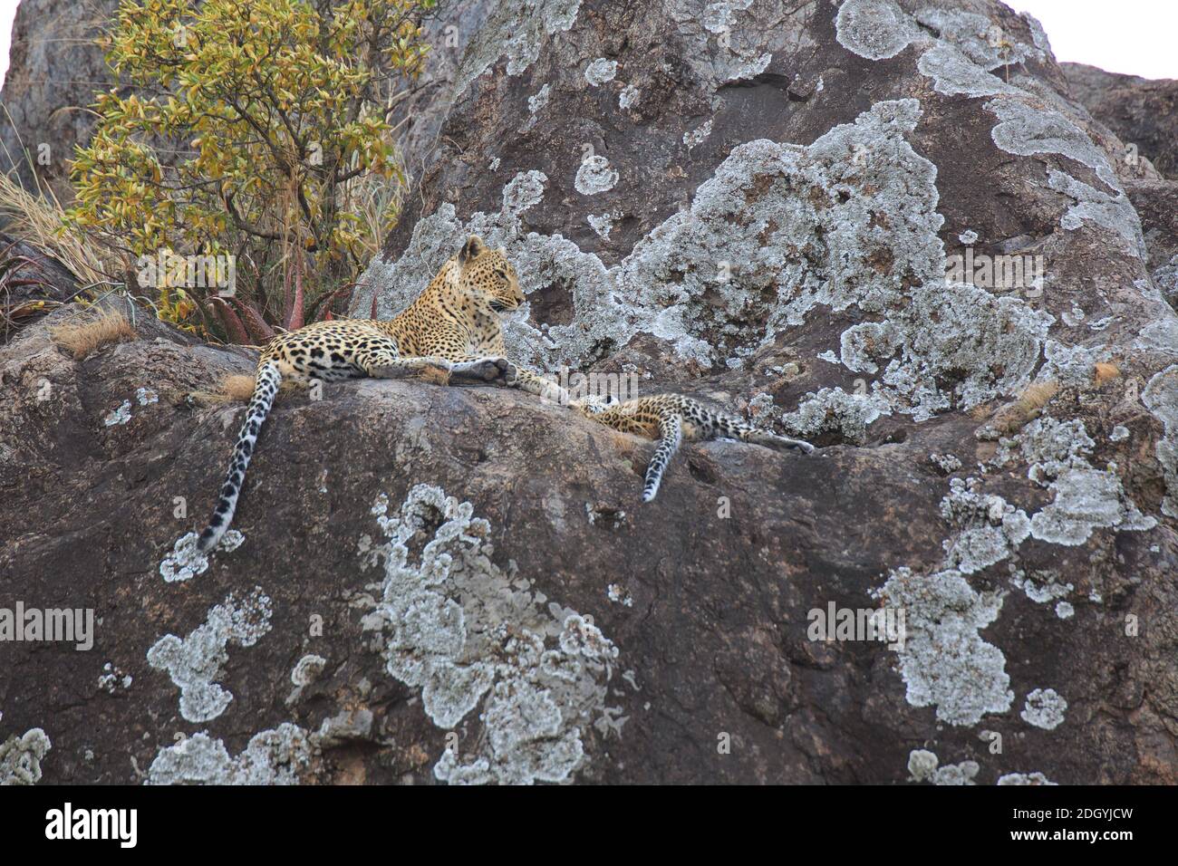 Safari leopards hi-res stock photography and images - Alamy