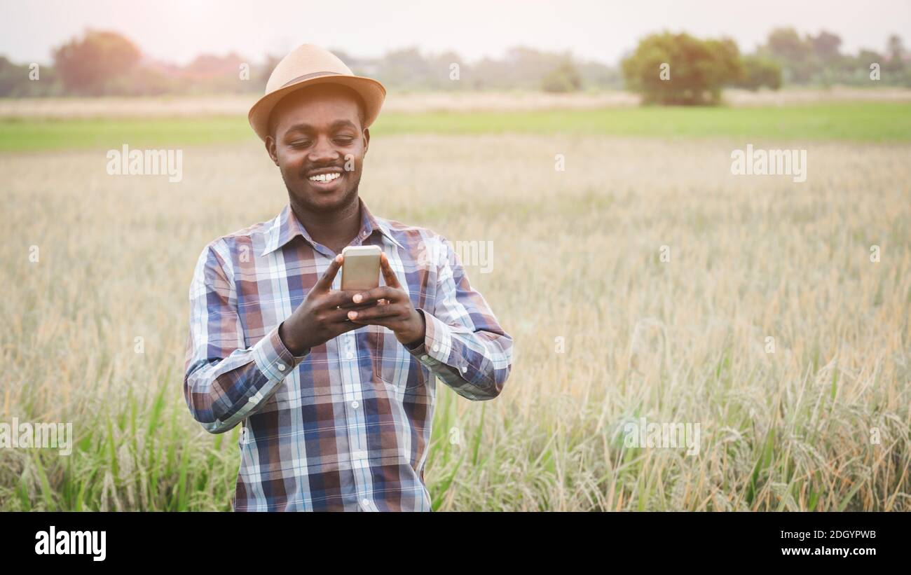 African farmer using smartphone in organic rice field with smile and happy. Agriculture or cultivation concept Stock Photo