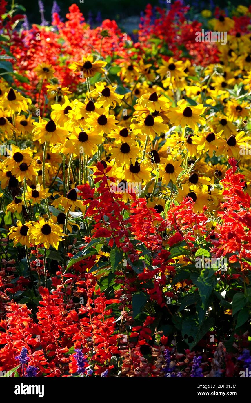 Flowers in late summer Red Salvia Rudbeckia yellow flower beds Stock Photo