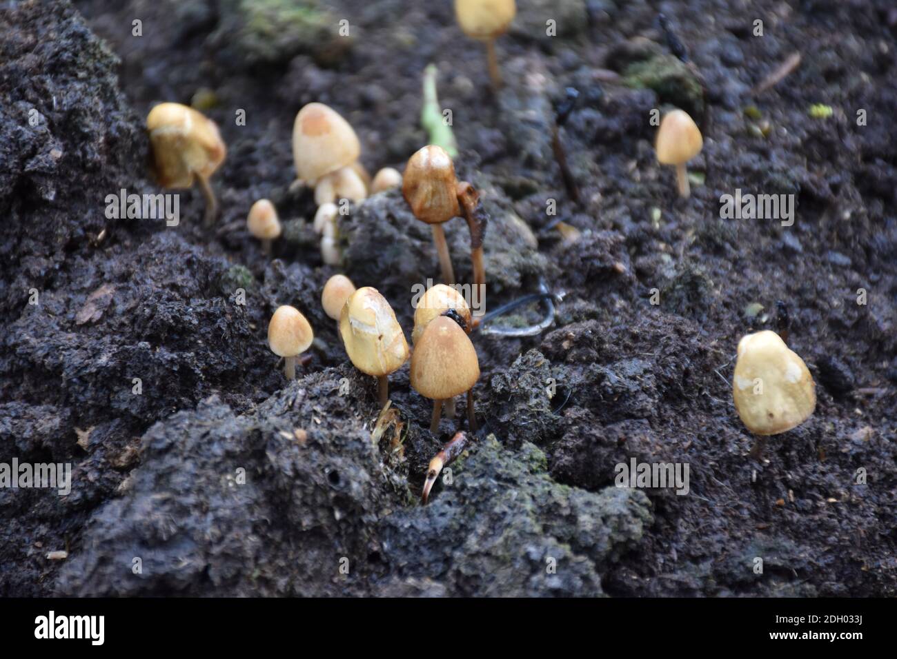 Group of Mongui mushrooms (Psilocybe semilanceata) in manure. Stock Photo