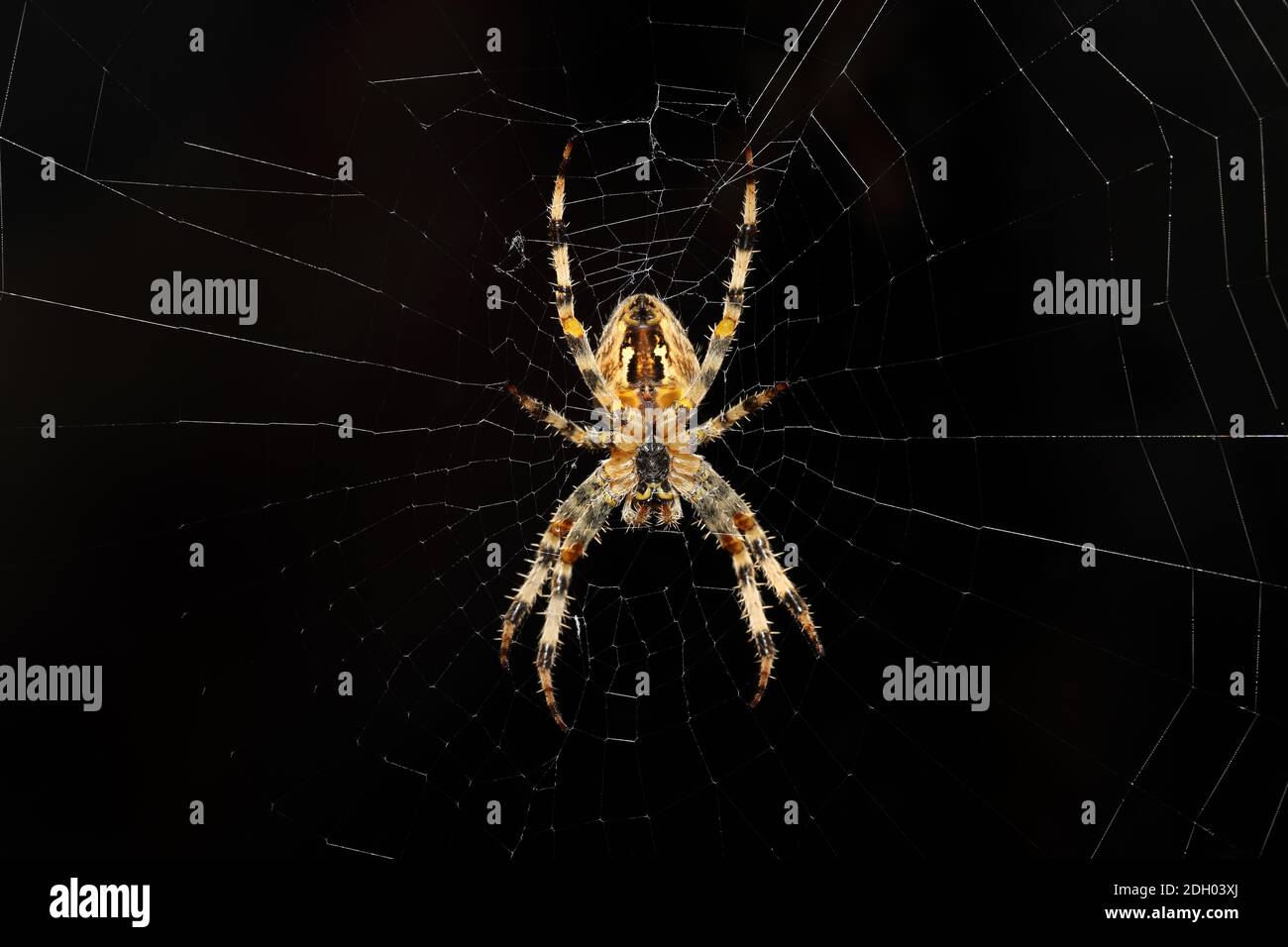 Underside View of a Garden Spider Araneus diadematus on Web Stock Photo