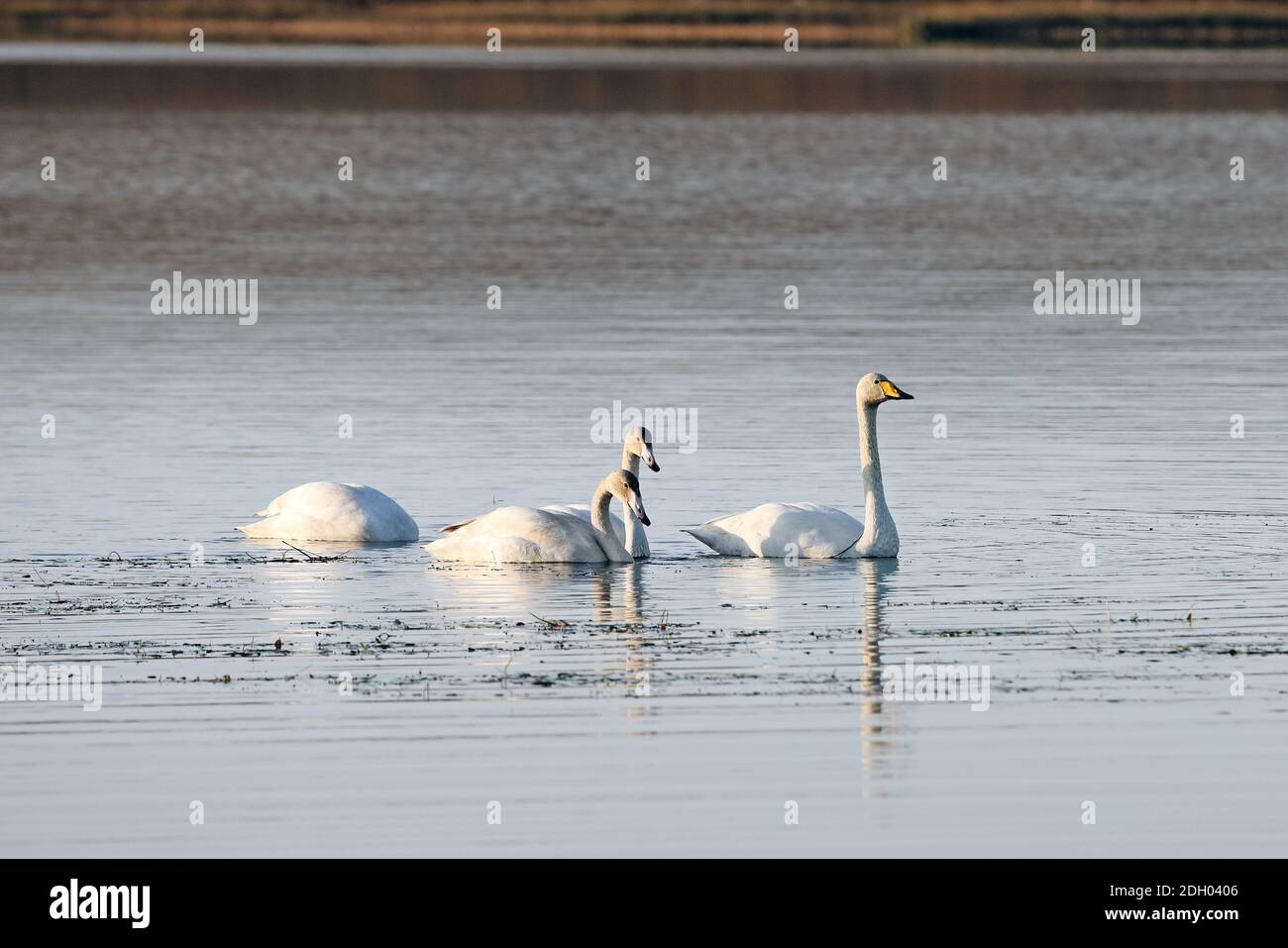 Whooper Swans, (Cygnus Cygnus), Loch Raa, Scotland, UK Stock Photo