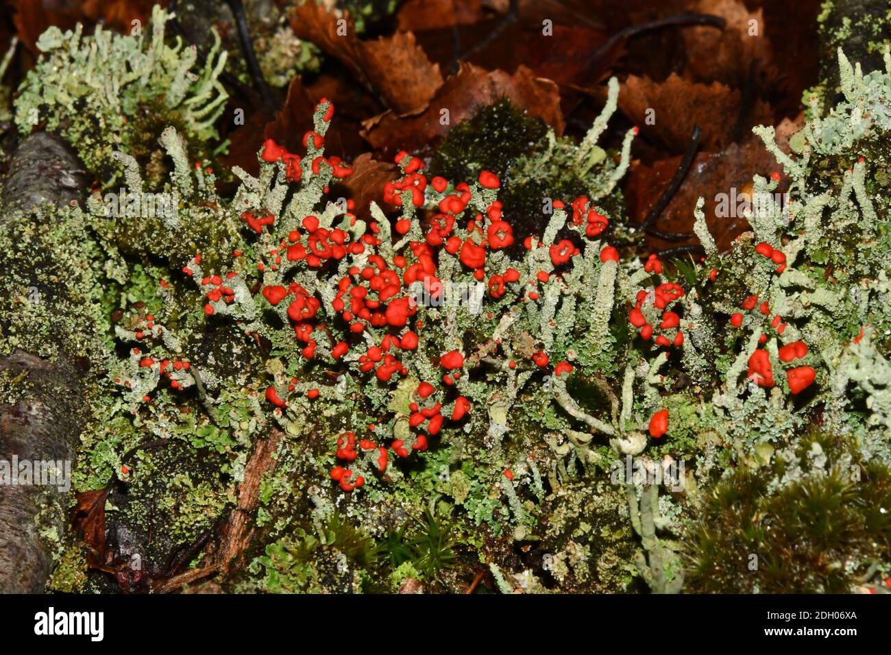 Lichen, 'Cladonia floerkeana'. bright red fruiting bodies  in November, on a rotting tree stump.In woodland ride in Somerset.UK Stock Photo