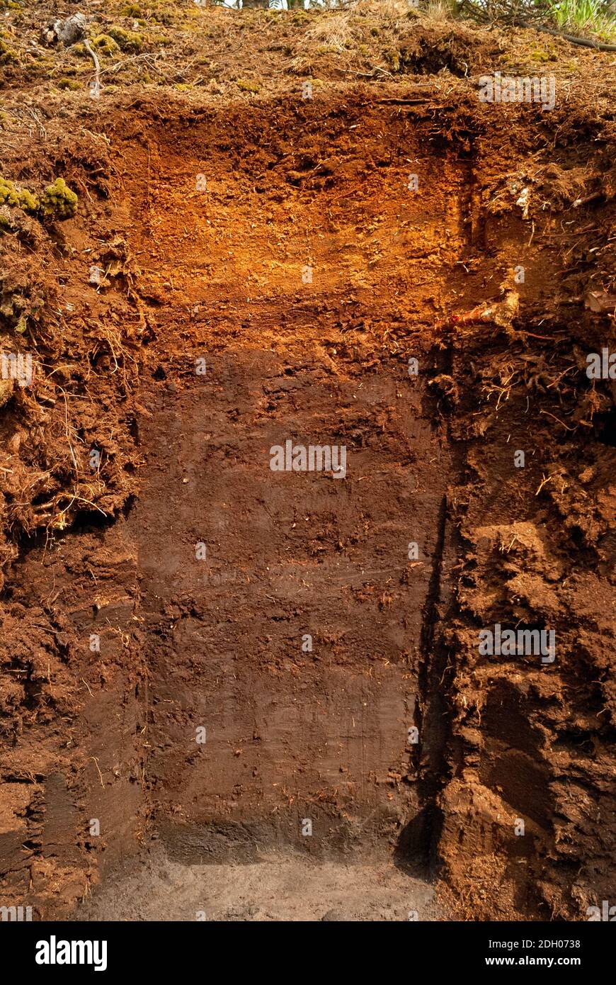 Soil profile of a raised bog in the Venner Moor near Osnabrueck in Germany Stock Photo