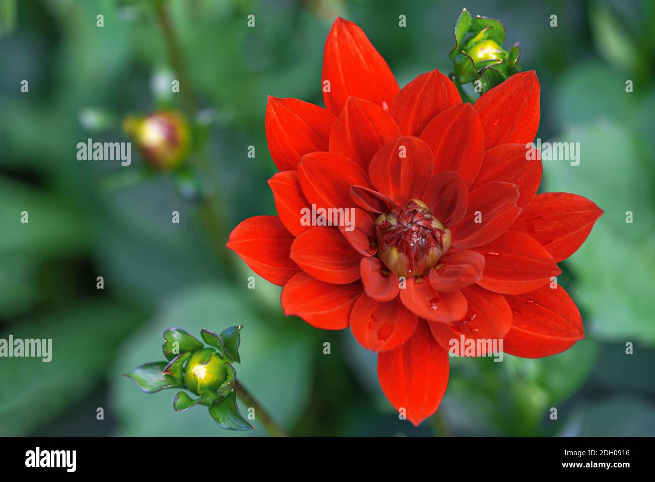 Red dahlia flower blossom head close up Stock Photo