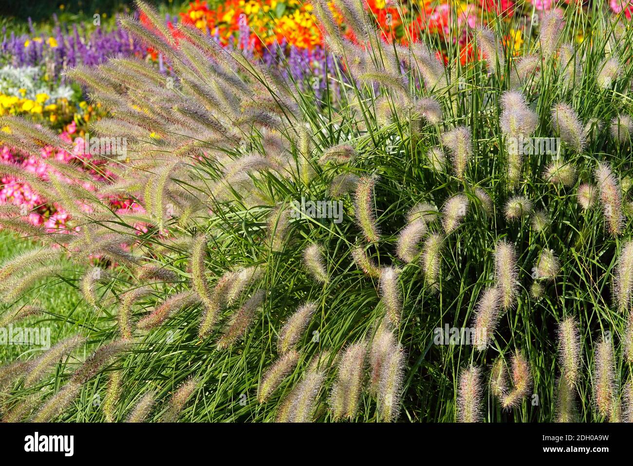Ornamental grass, feathertop grass, Pennisetum alopecuroides clump Herbaceous perennials autumn border ending summer colorful garden flower bed Stock Photo