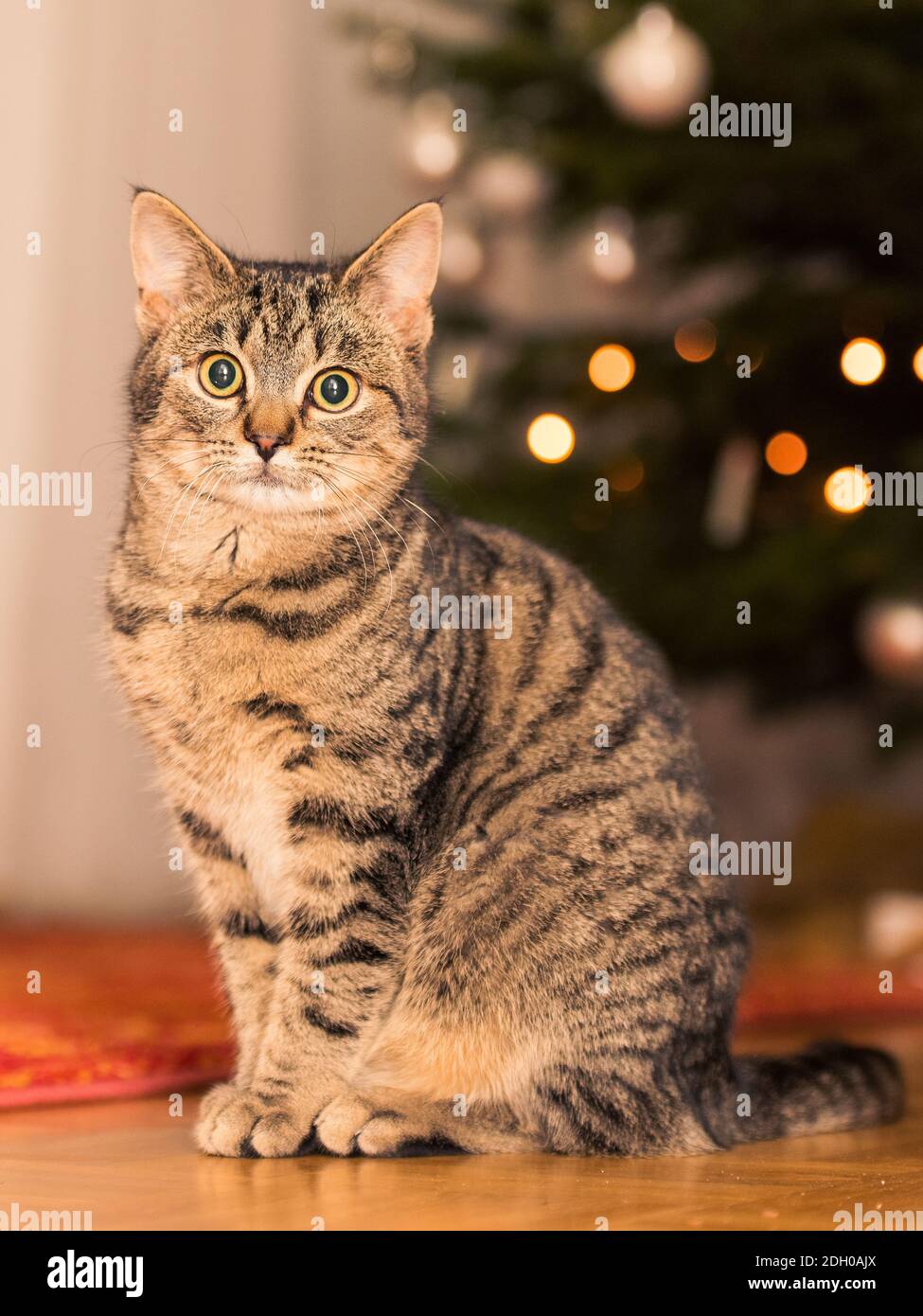 Brown striped tabby cat sitting on floor in living room with blurred decorated christmas tree in background Stock Photo