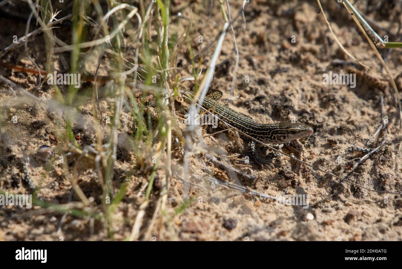 A juvenile Common Checkered Whiptail (Aspidoscelis tesselatus) from Otero County, Colorado, USA. Stock Photo