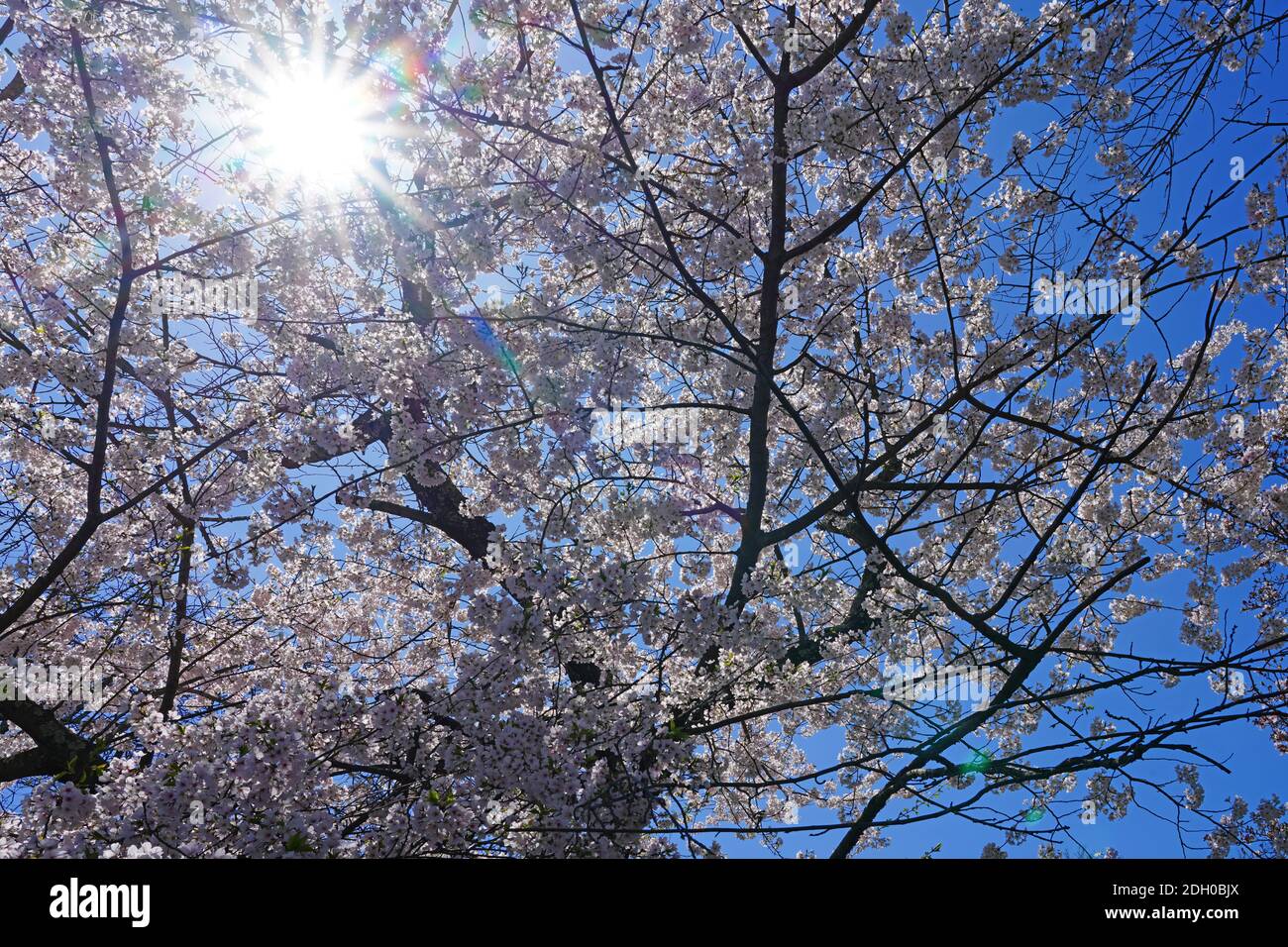 Sunrays Throughbranches Of Colorful Pink Cherry Blossoms From A Prunus