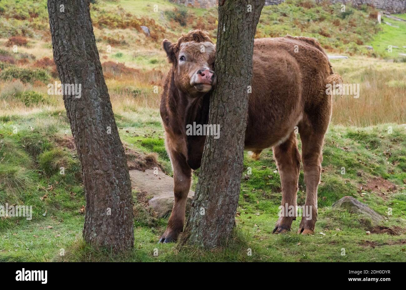 A cow looking between two trees England UK Stock Photo