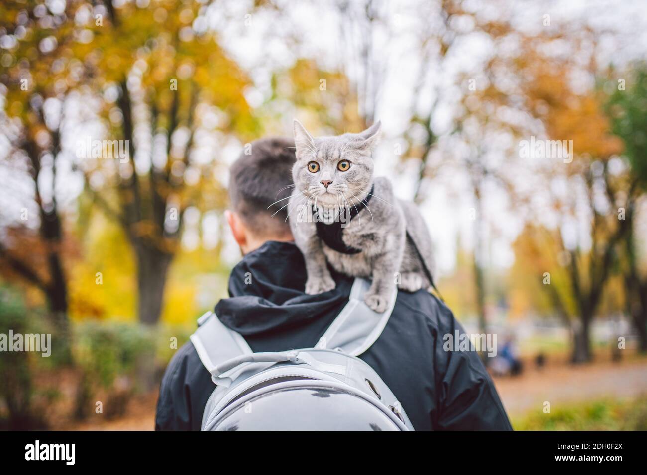 kitten in backpack