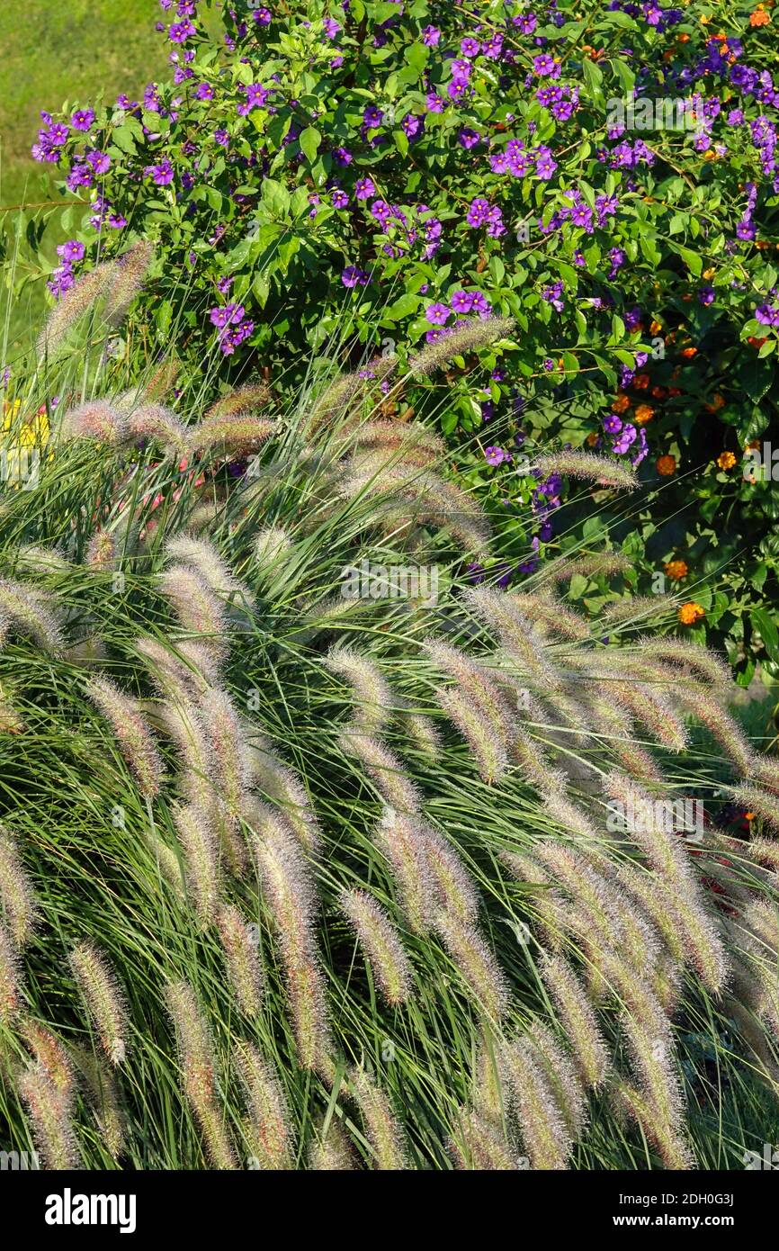 Feathertop grass, Pennisetum alopecuroides panicles Lycianthes rantonnetii - blue potato bush Stock Photo
