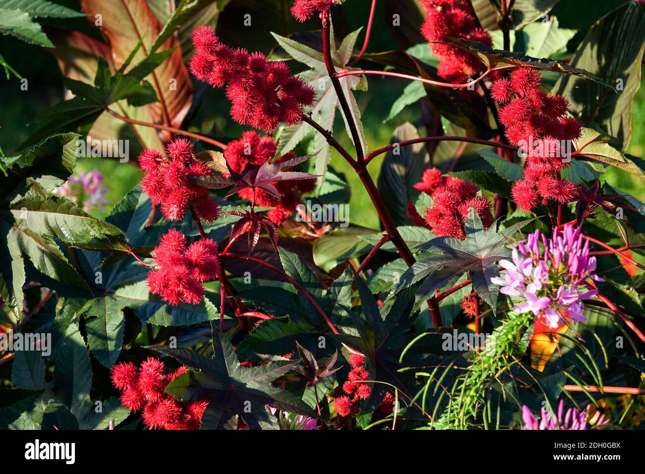 Ricunus in late summer, Cleome Stock Photo