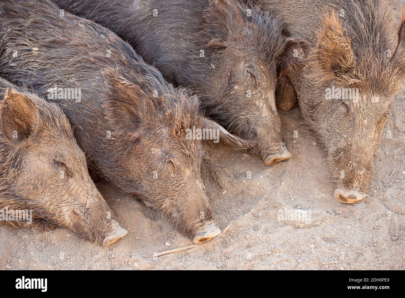 Sleeping wild boars in the park or farm Stock Photo