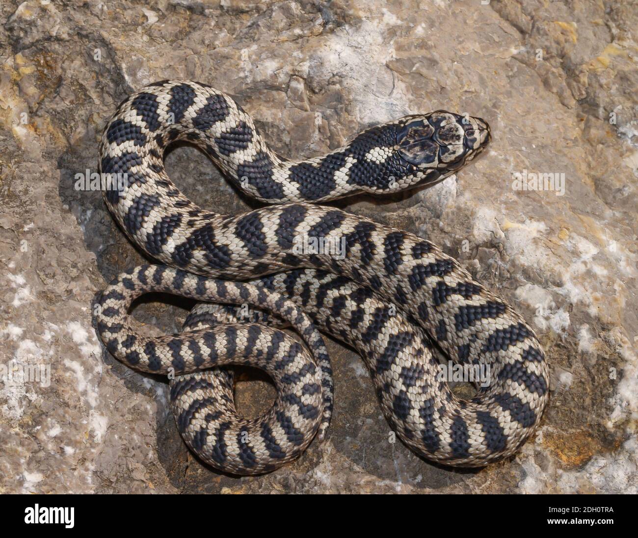 four lined snake, elaphe quatuorlineata, juvenile in greece Stock Photo