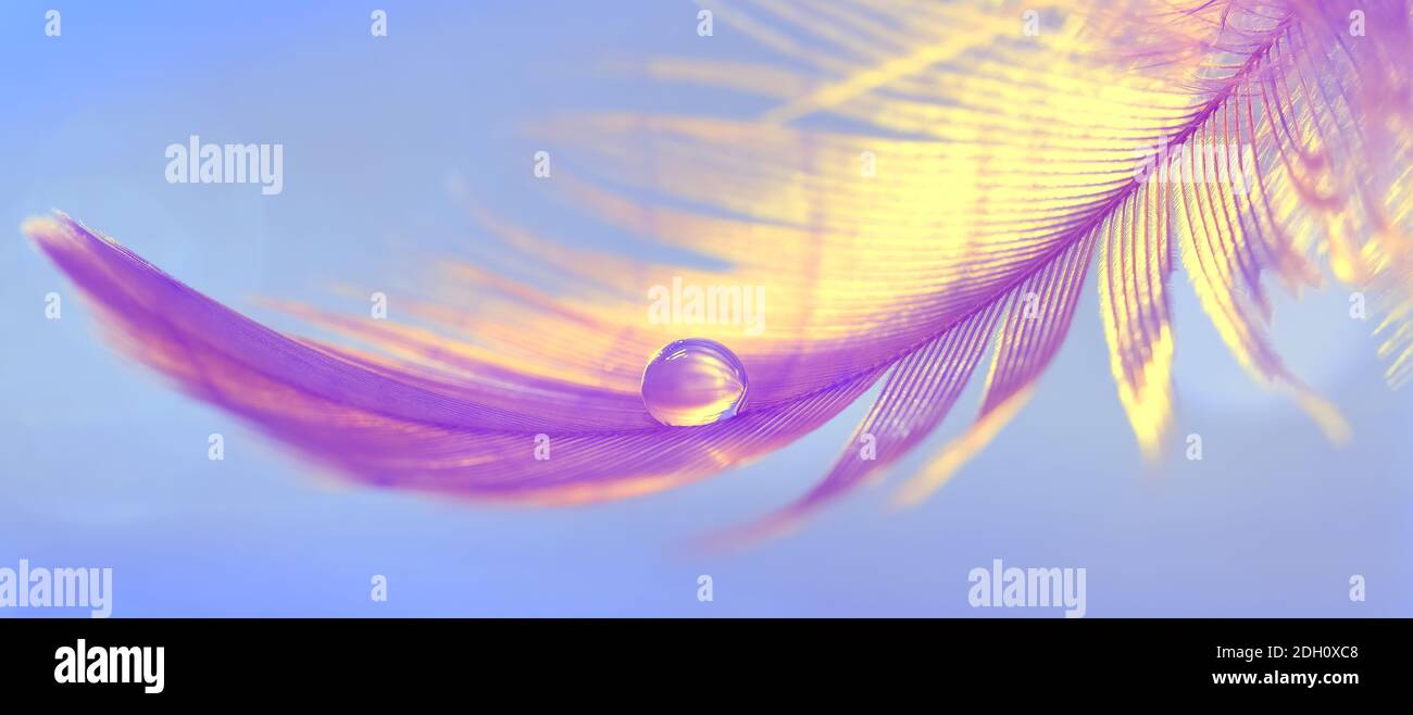 Beautiful abstract macro, bird feather purple with a drop of water or dew on a blue background. Delicate art image. Selective focus. Banner Stock Photo