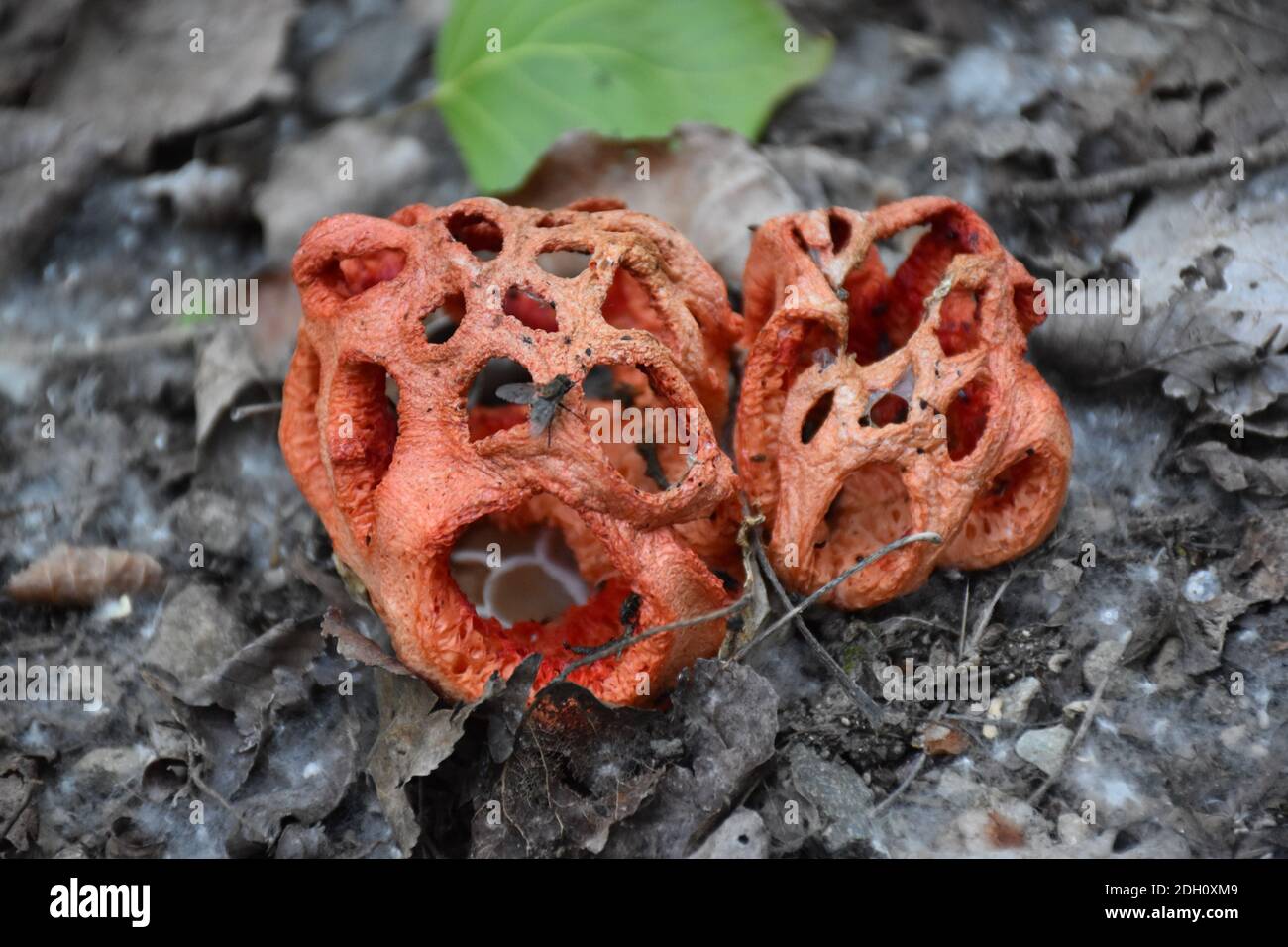 Mushroom called Red Cage (Clathrus ruber), highlights its rotten meat smell that attracts flies. Stock Photo