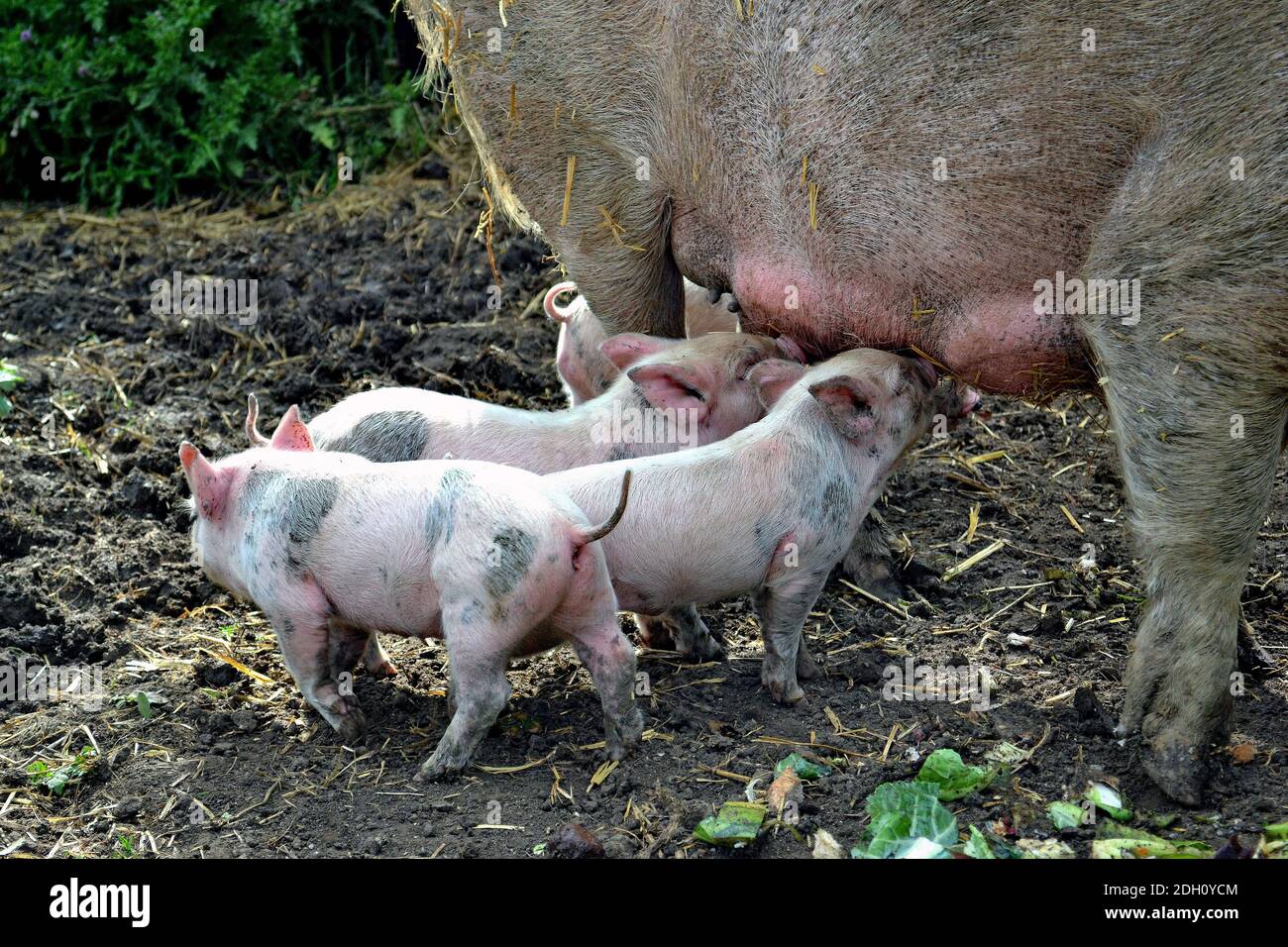 Piglets feeding from Mum Stock Photo - Alamy