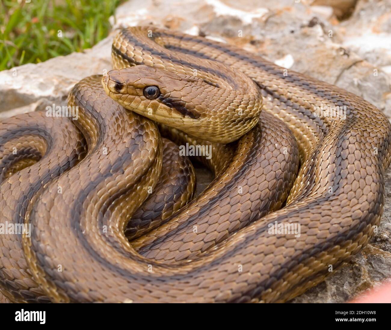 four lined snake, elaphe quatuorlineata in greece Stock Photo