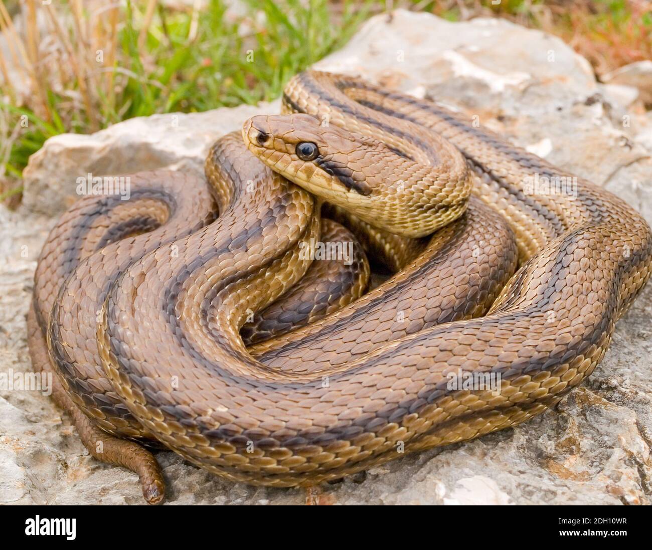 four lined snake, elaphe quatuorlineata in greece Stock Photo - Alamy