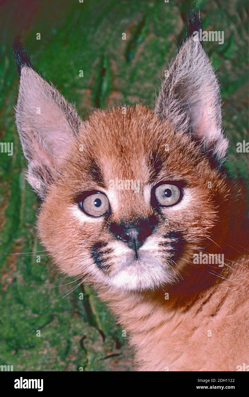 Young Caracal ,  (Caracal caracal,)  found in Africa, Middle East, Central Asia, India. Stock Photo