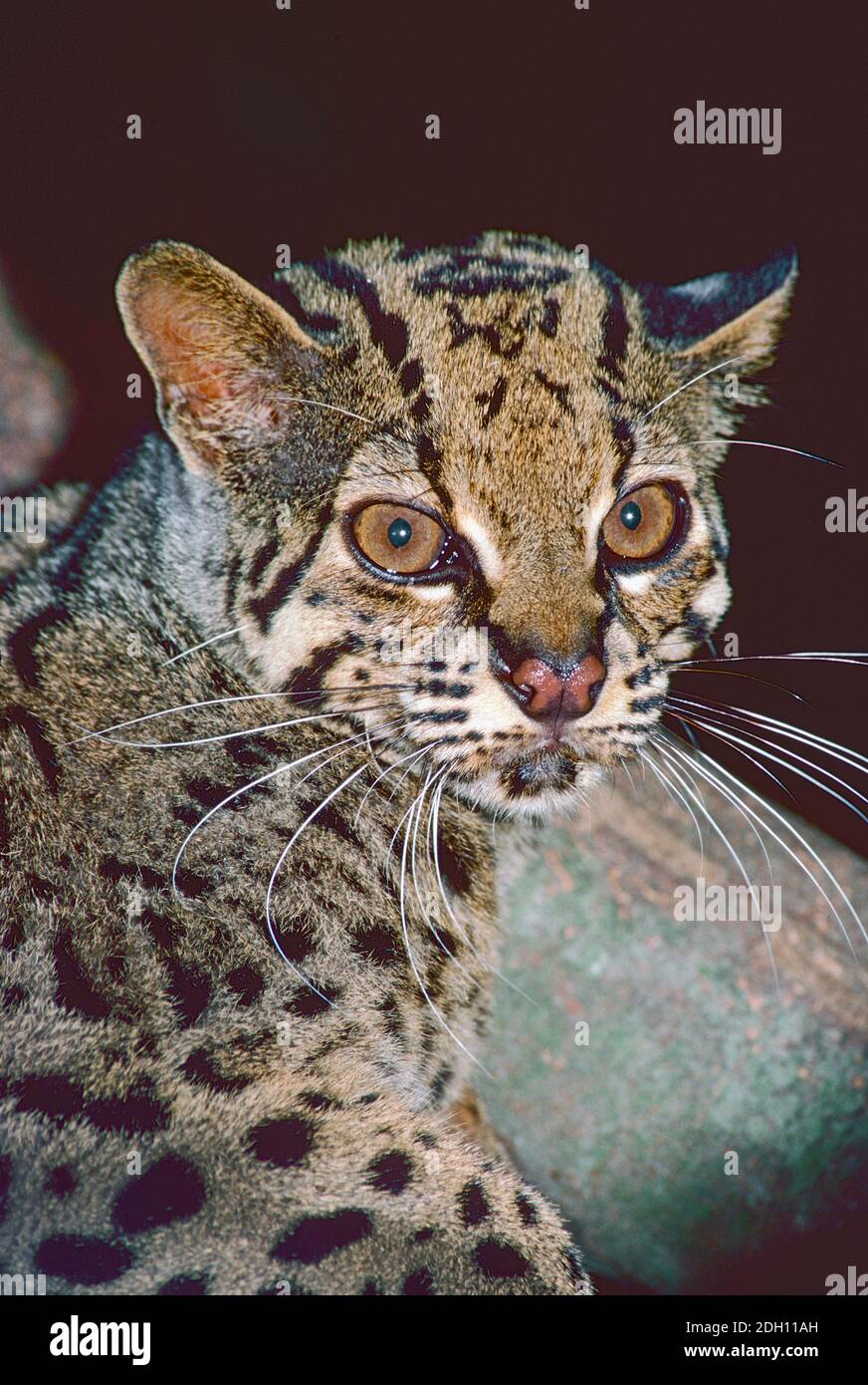 Male Marbled Cat, (Pardofelis marmorata,) from South East Asia. Listed as Vulnerable. Stock Photo