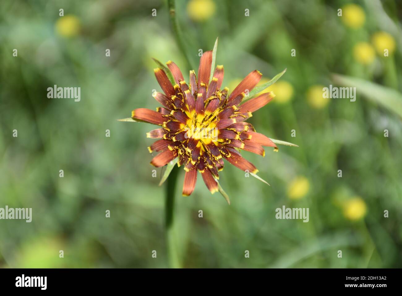 Color salsify flower (Tragopogon crocifolius). It is used as a dietary vegetable whose consumption is recommended for those suffering from rheumatism, Stock Photo