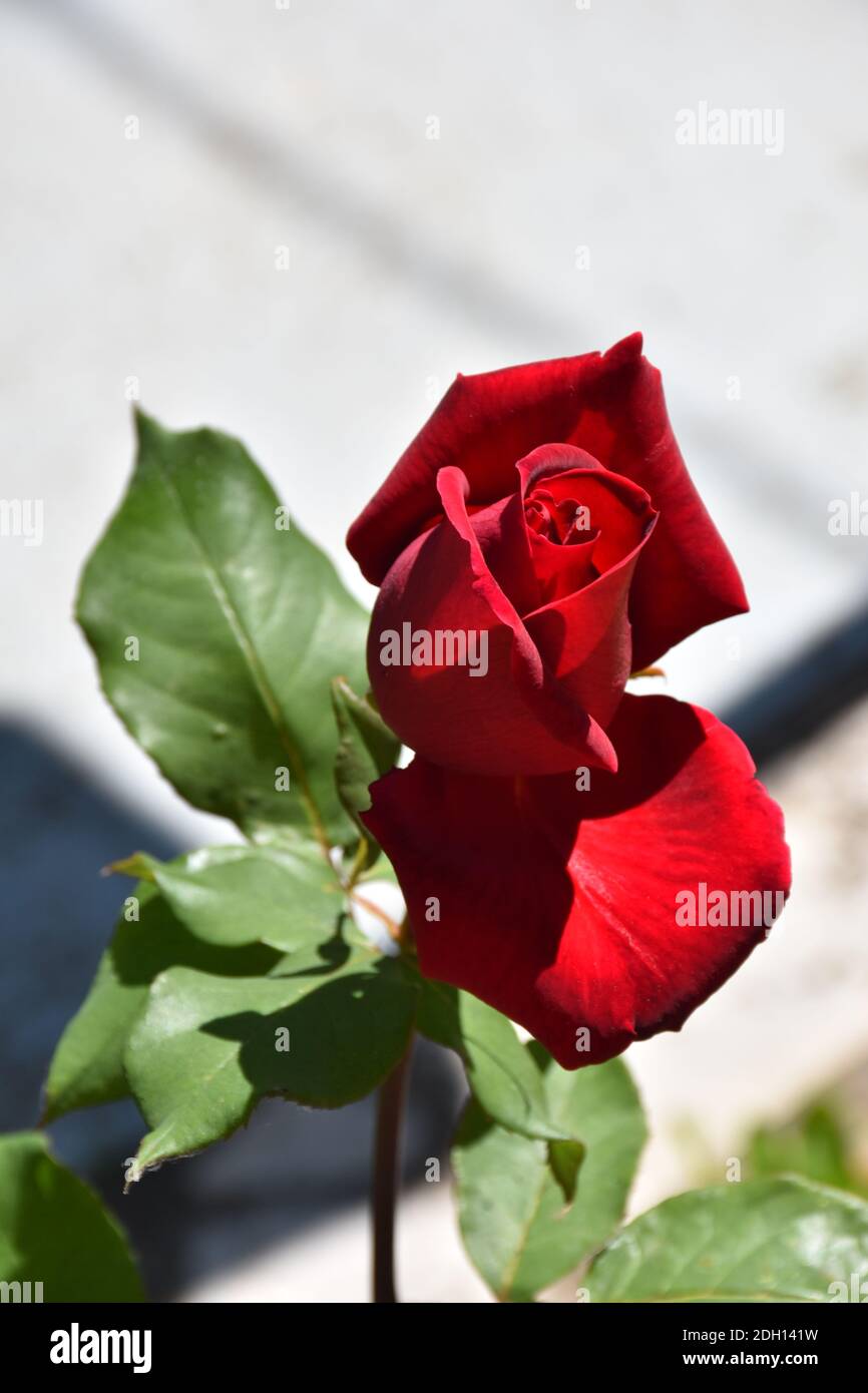 Chrysler Imperial Rose with a delicate dark red color and a strong fragrance. Stock Photo