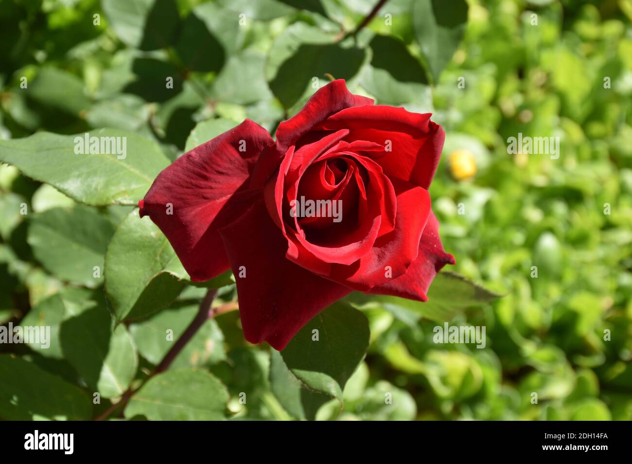 Sunlit Chrysler Imperial Rose with a delicate dark red color and strong fragrance. Top view with marigold plants below. Symbol of love. Stock Photo