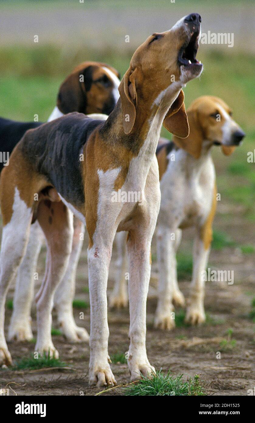 Great Anglo French Tricolour Hound, Adult Yapping Stock Photo Alamy