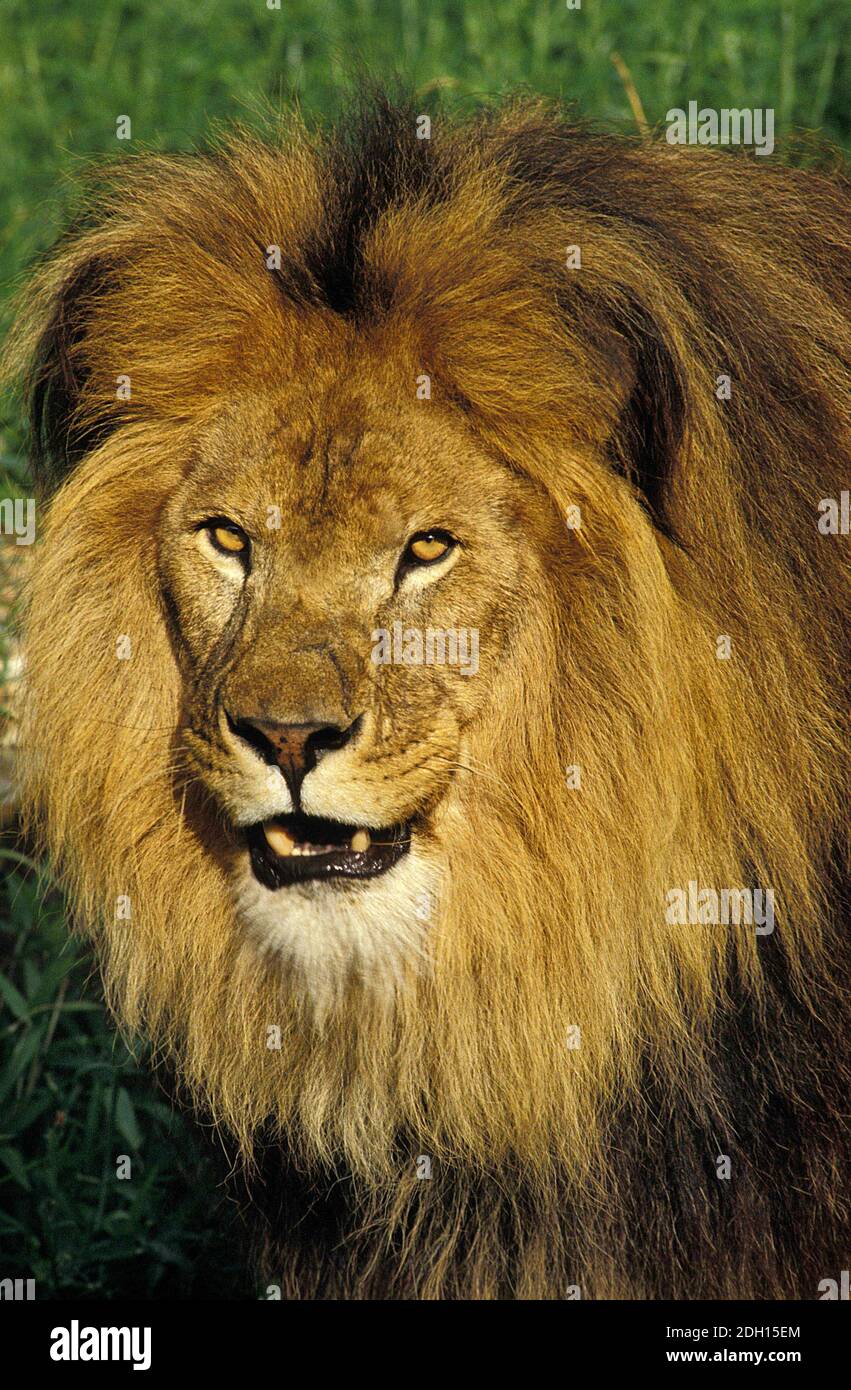 African Lion, panthera leo, Portrait of Male Stock Photo - Alamy