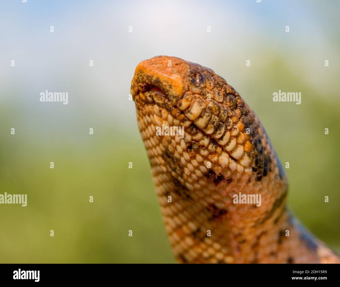 Brown sand boa hi-res stock photography and images - Alamy