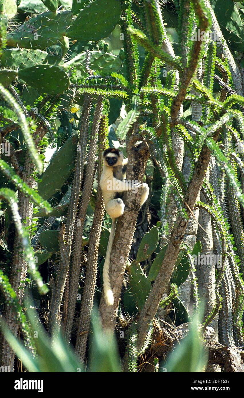 Propithecus Spp Verreaux's Sifaka, propithecus verreauxi, Adult standing in Cactus ...