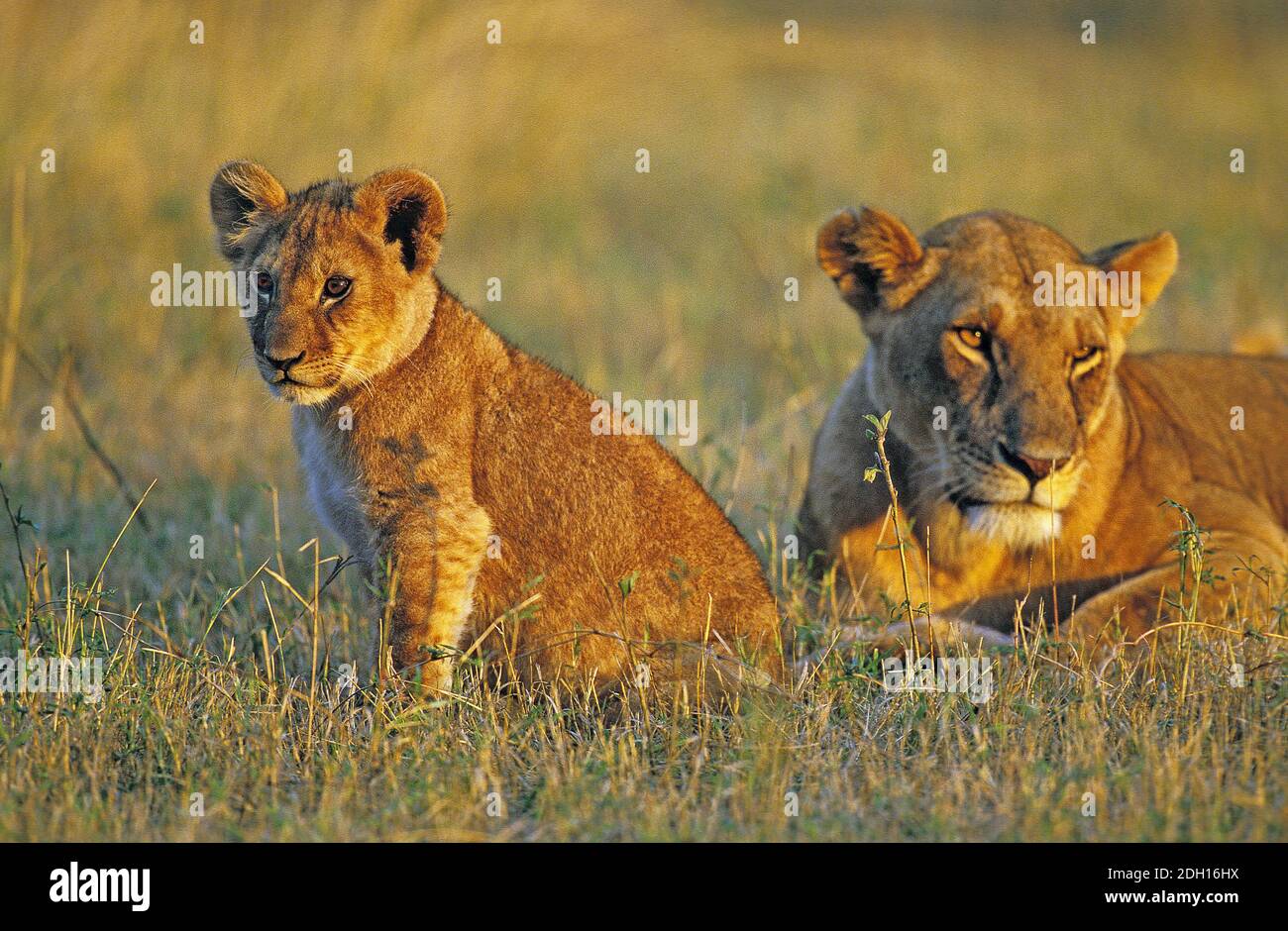 African Lion, panthera leo, Cub with Mother, Masai Mara Park in Kenya ...
