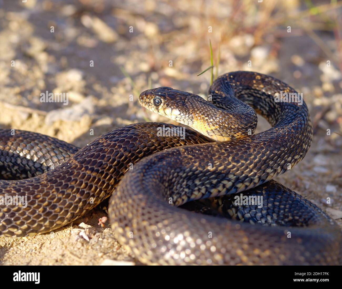 horseshoe whip snake, Hemorrhois hippocrepis, coluber hippocrepis Stock