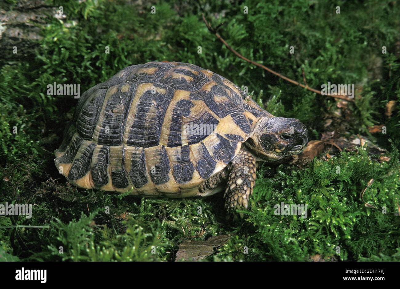 Hermann's Tortoise, testudo hermanni, Adult standing on Moss Stock Photo