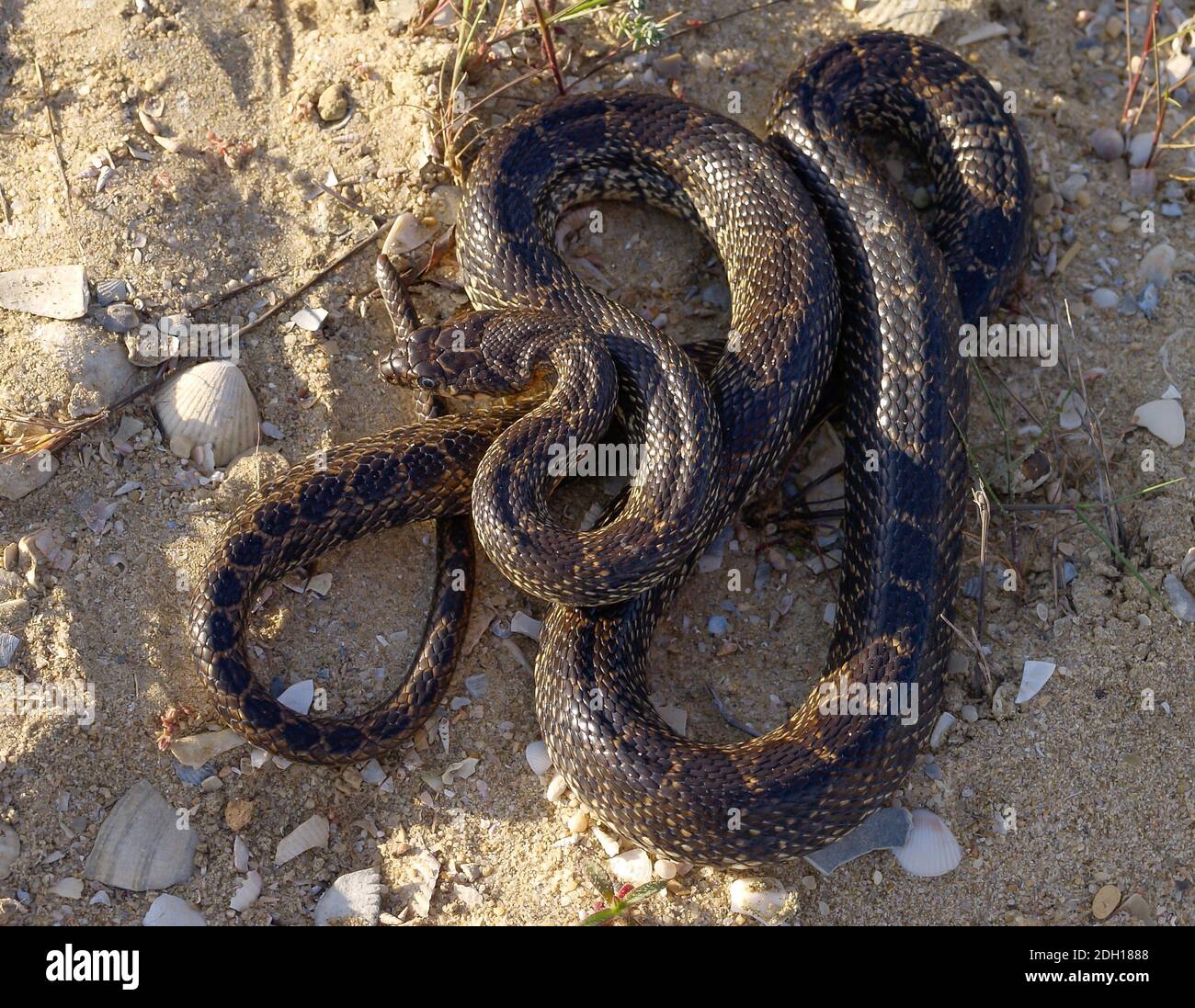 horseshoe whip snake, Hemorrhois hippocrepis, coluber hippocrepis Stock