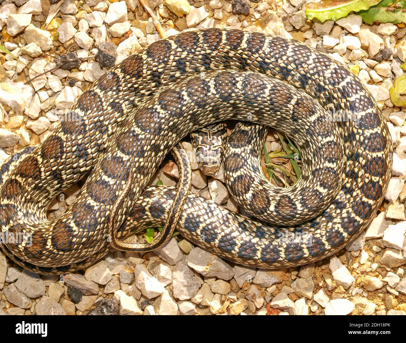 horseshoe whip snake, Hemorrhois hippocrepis, coluber hippocrepis Stock
