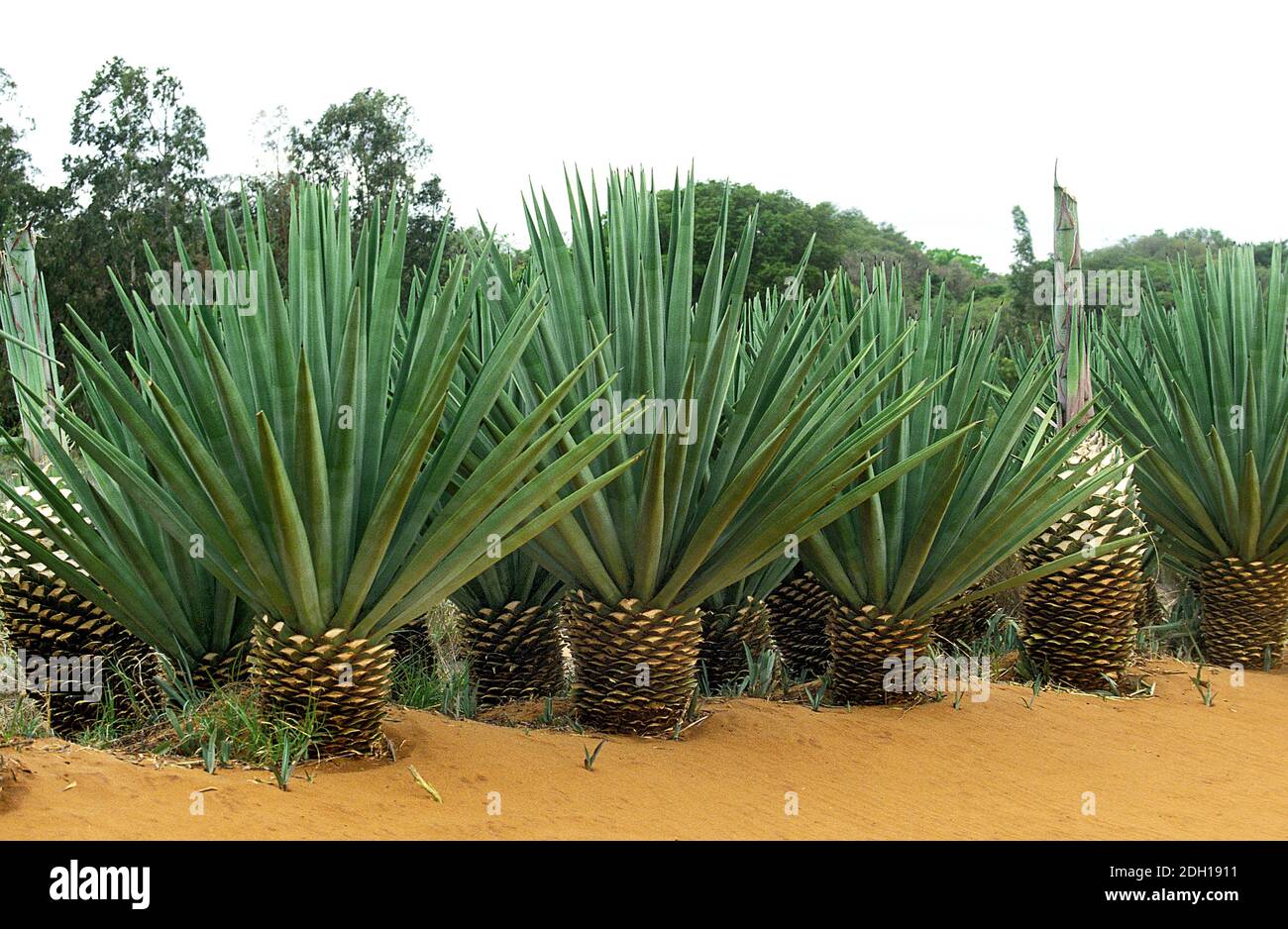 Rope of Sisal Plant, agave sisalana, Plantation at Fort Dauphin in Madagascar Stock Photo Alamy