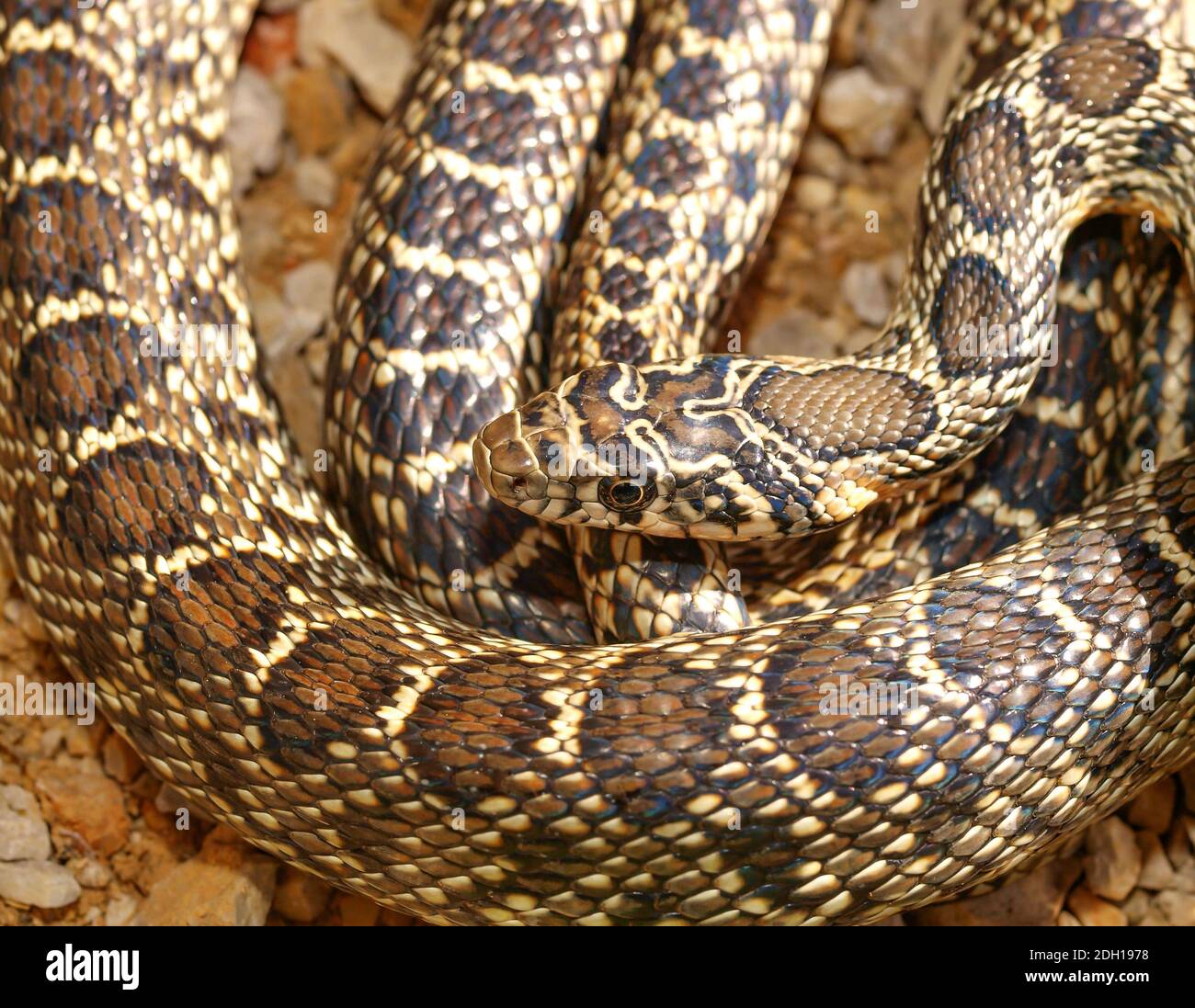 horseshoe whip snake, Hemorrhois hippocrepis, coluber hippocrepis Stock